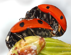 bugs-mating-s